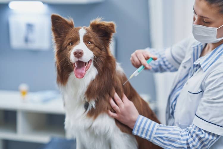 Proč je očkování psa důležité