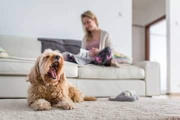 Pes do bytu: malý nebo velký? Jaký pes je vhodný do bytu?
