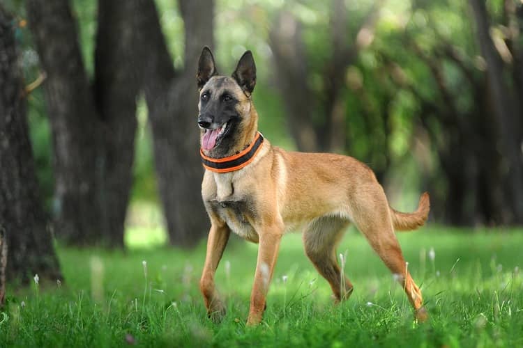 Belgický ovčák Malinois