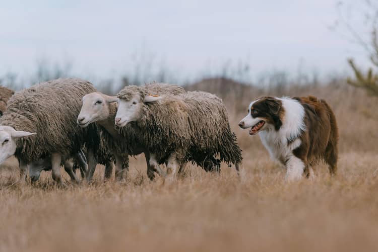 Border kolie s ovcemi
