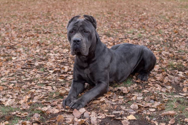 Dospělý Cane Corso