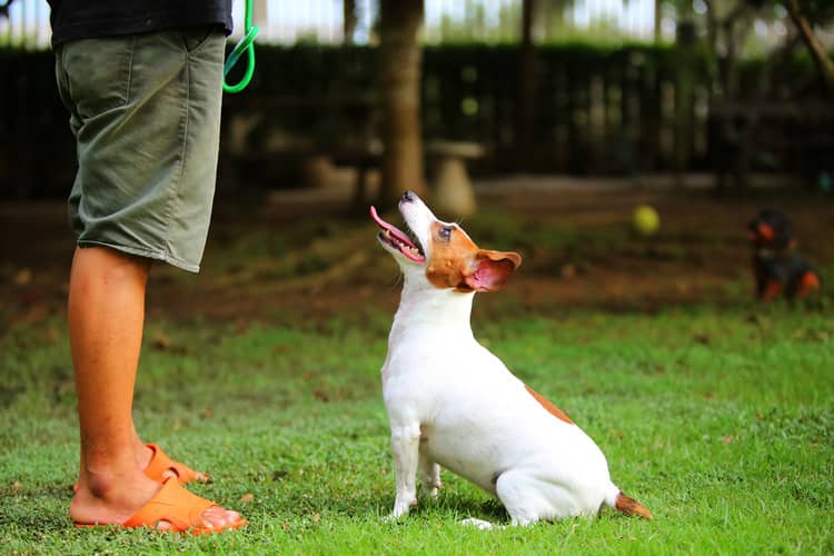 Jack Russell výcvik