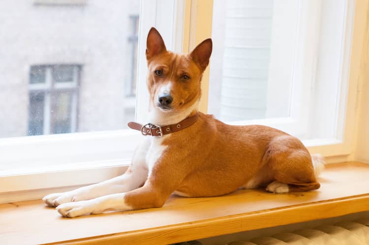 Basenji