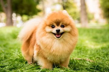 Pomeranian