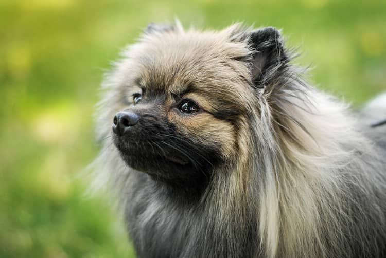 Pomeranian zdraví