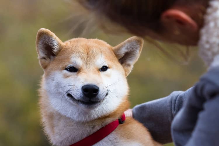 Shiba Inu povaha