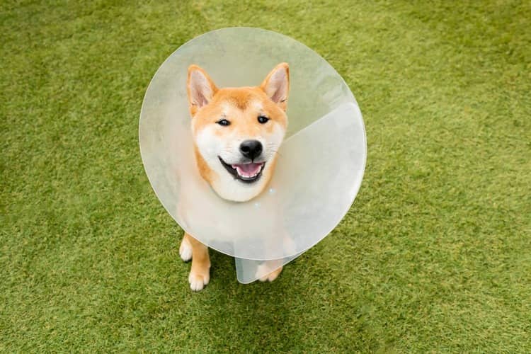 Shiba Inu zdraví