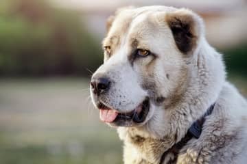 Středoasijský pastevecký pes – povaha, péče, výcvik, zkušenosti, nemoci