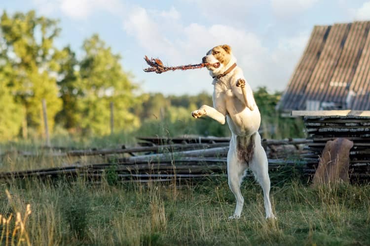 Středoasijský pastevecký pes výcvik