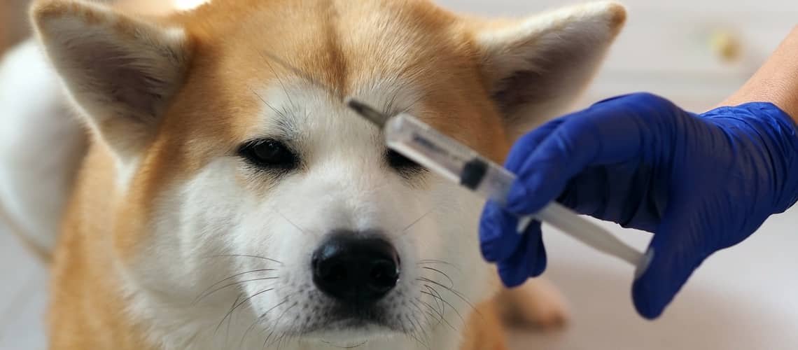 Jak často očkovat psa proti vzteklině?