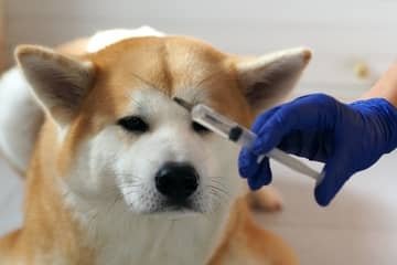 Jak často očkovat psa proti vzteklině?