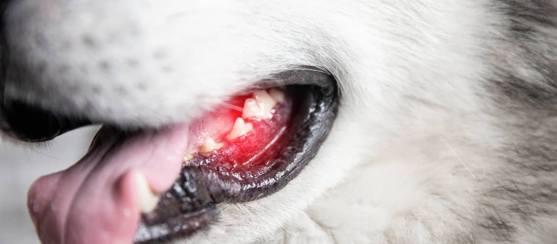 Co na zanícené dásně u psů?