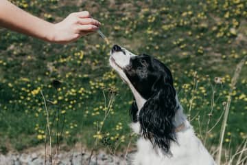 Hylak pro psa – jaké je dávkování?