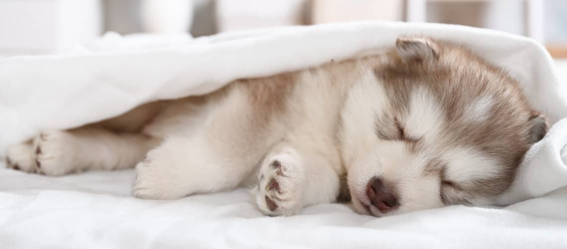 Kolik spí štěně?