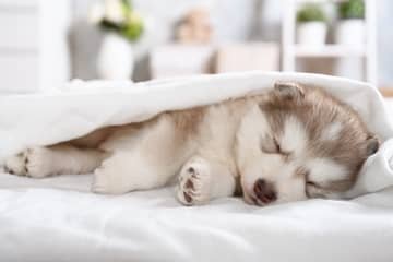 Kolik spí štěně?