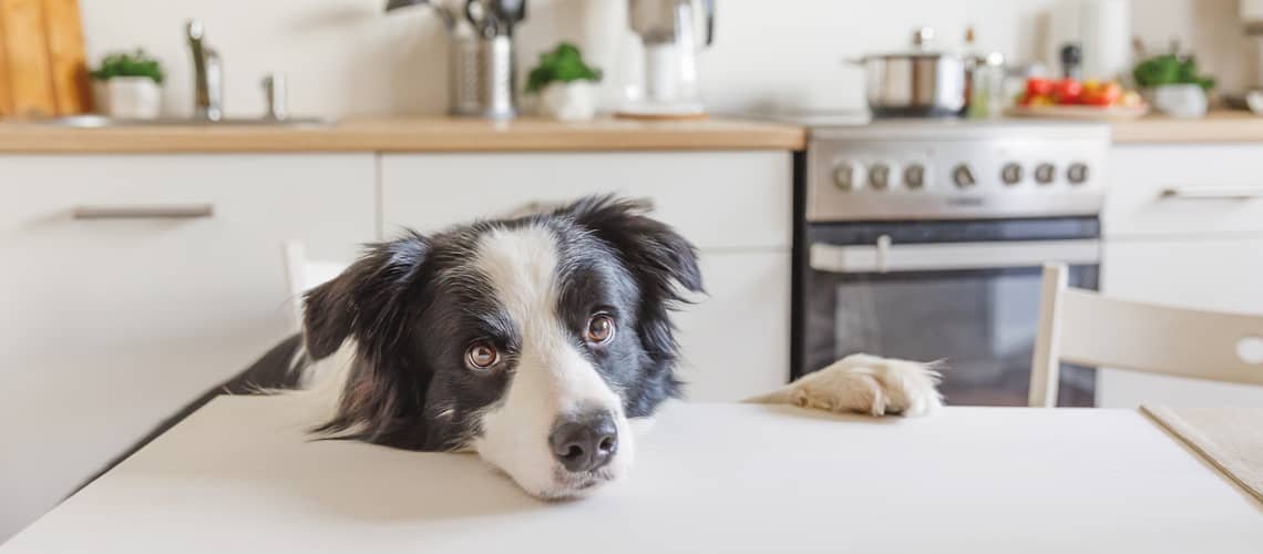 Kolik vydrží pes bez jídla?