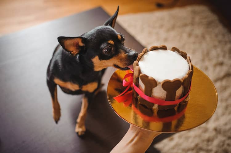 Narozeninový dort pro psa