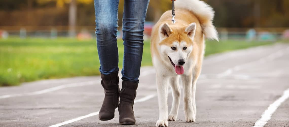 Jak naučit psa chodit u nohy