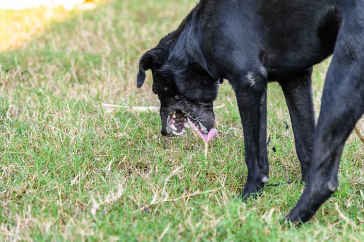 Zvracení psa – cizí předmět v trávicím traktu