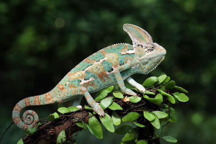 Chameleon jemenský