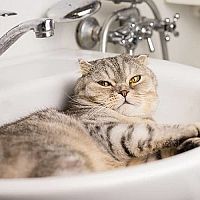 Kočka v umyvadle
