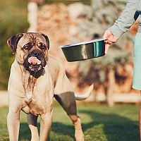 Cane Corso krmení