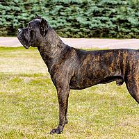 Cane Corso melírovaný vzor