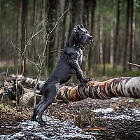 Cane Corso procházka