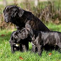 Cane Corso fena se štěňátky