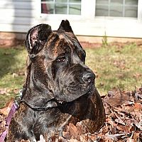 Cane Corso v zahradě