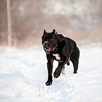 Cane Corso běh ve sněhu