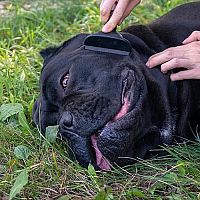 Cane Corso česání