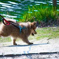 Pomeranian procházka na vodítku