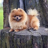 Pomeranian procházka