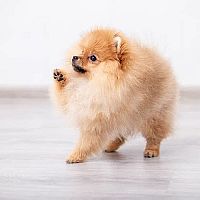 Pomeranian štěně