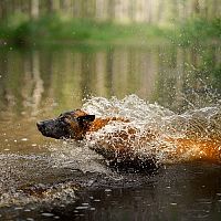 Belgický ovčák plavání
