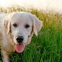 Labrador v trávě
