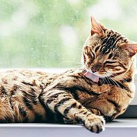 Bengálská kočka čištění kožichu
