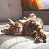 Bengálská kočka na gauči