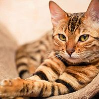 Bengálská kočka v pelíšku