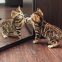 Bengálské kotě a zrcadlo