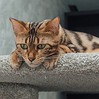 Dospělá bengálská kočka