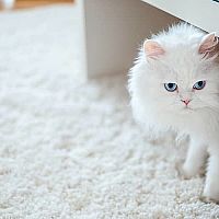 Bílá perská kočka v bytě