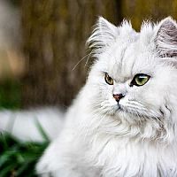 Bílá perská kočka