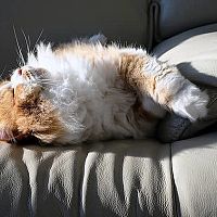 Perská kočka na gauči
