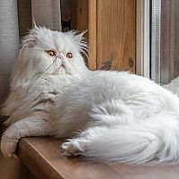 Perská kočka na okně