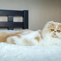 Perská kočka v posteli