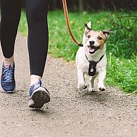 Jack Russell procházka