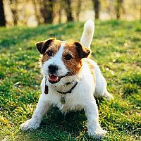 Jack Russell hra