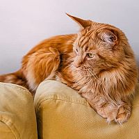 Mainská mývalí kočka na gauči